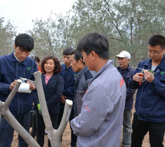 公司從產(chǎn)業(yè)鏈起始端著手，引進(jìn)良種優(yōu)苗，繁育基地苗圃，優(yōu)化樹(shù)種，以?xún)?yōu)質(zhì)的橄欖樹(shù)苗為生產(chǎn)特級(jí)初榨橄欖油提供基礎(chǔ)保障。在以自建萬(wàn)畝國(guó)家標(biāo)準(zhǔn)化油橄欖..