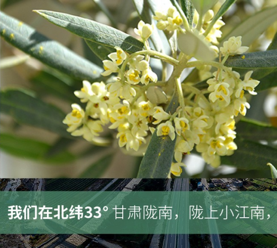 武都的氣候、土壤等與地中海沿岸極其相似，同處于世界頂級(jí)油橄欖黃金生產(chǎn)帶（32°58--33°36）年平均氣溫為14.7°，年日照時(shí)數(shù)1911..